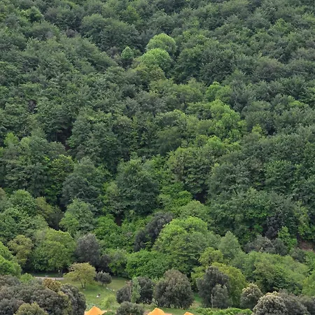 Nova Forest