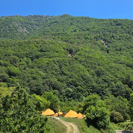 Nova Forest