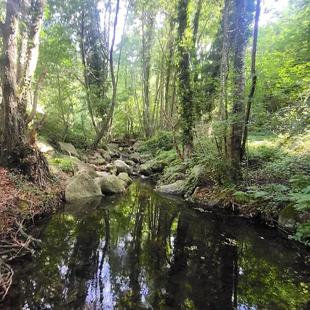 Nova Forest
